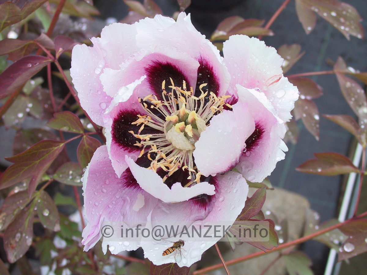 Paeonia rockii.JPG